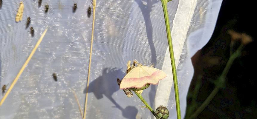 Ampferspanner (Timandra comae)