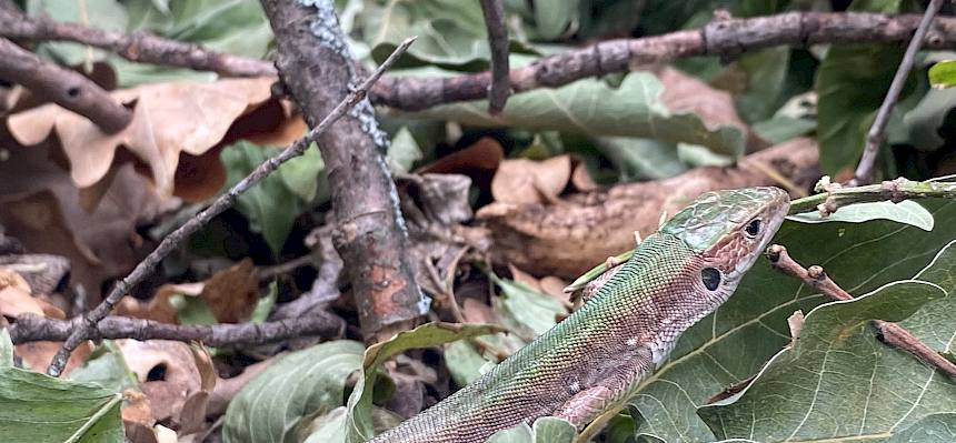 Smaragdeidechse (Lacerta viridis)