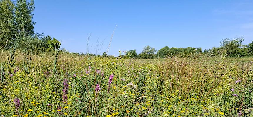Blühende Feuchtwiese