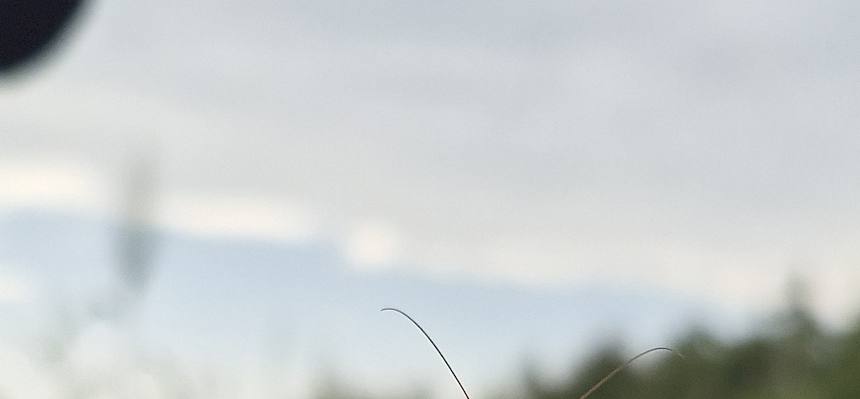 Gottesanbeterin (Mantis religiosa)