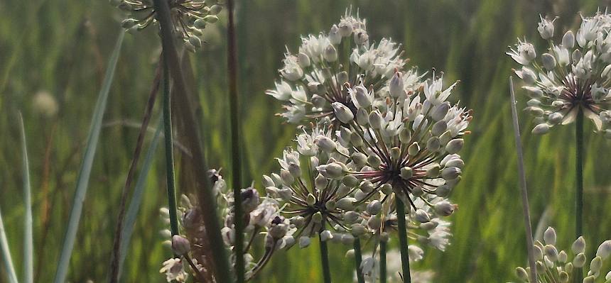 Duftlauch (Allium suaveolens)
