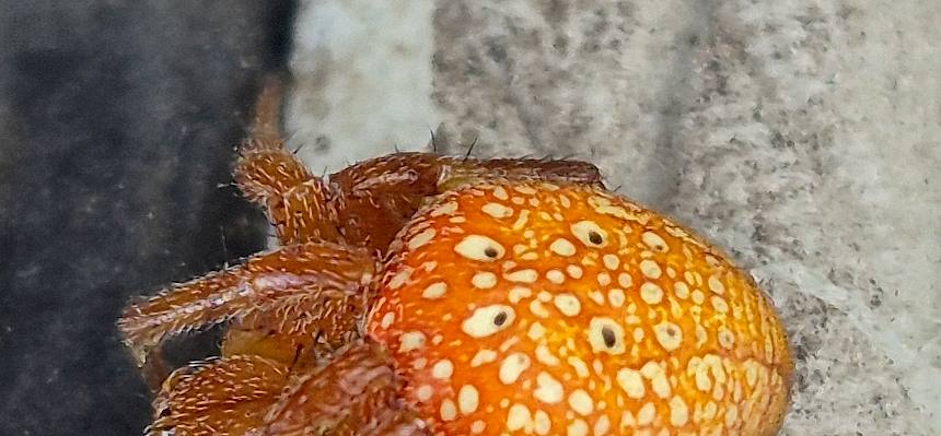 Sumpfkreuzspinne (Araneus alsine)