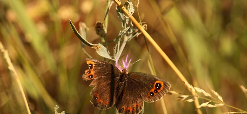 Mohrenfalter (Erebia sp.)