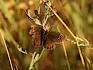Mohrenfalter (Erebia sp.)