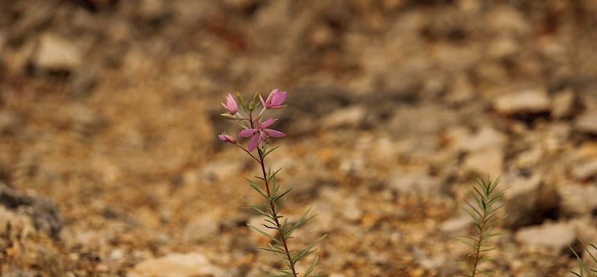 Rosmarin-Weidenröschen (Epilobium dodonaei)