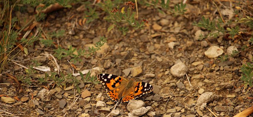 Distelfalter (Vanessa cardui)