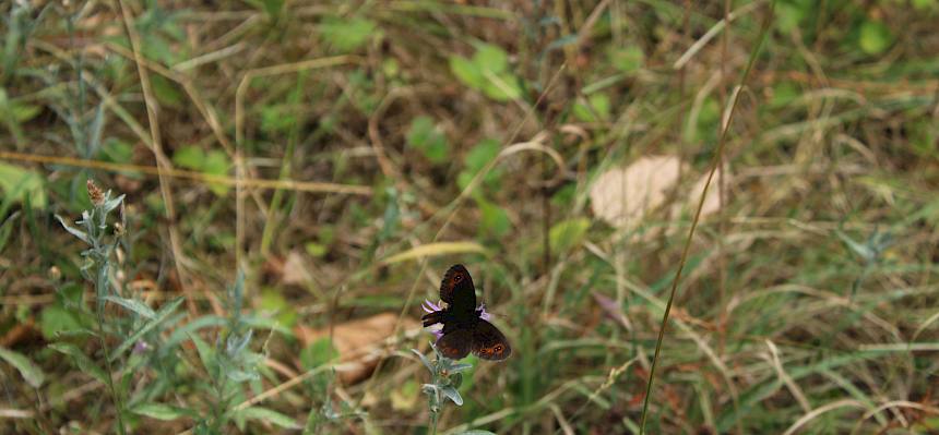 Mohrenfalter (Erebia sp.)