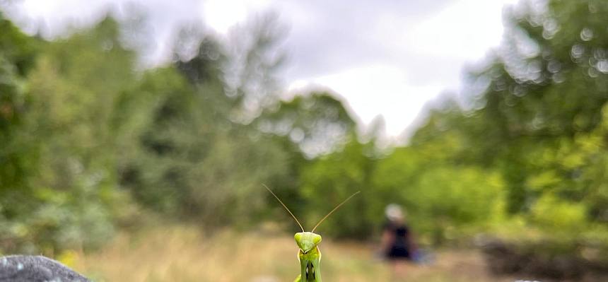 Gottesanbeterinnen (Mantis religiosa)