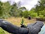 Gottesanbeterinnen (Mantis religiosa)