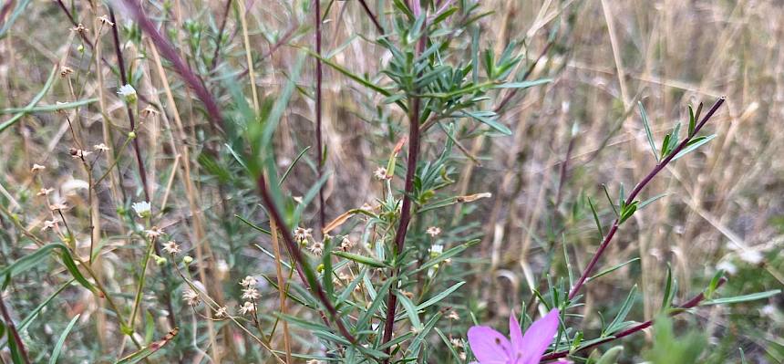 Rosmarin-Weidenröschen (Epilobium dodonaei)