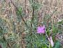 Rosmarin-Weidenröschen (Epilobium dodonaei)