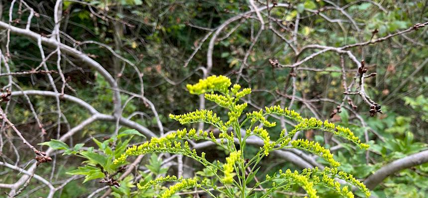 Goldrute (Solidago sp.)