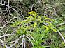 Goldrute (Solidago sp.)