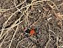 Rote Röhrenspinne (Eresus kollari)