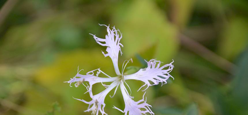 Feuchtwiesen-Prachtnelke (Dianthus superbus subsp. superbus)