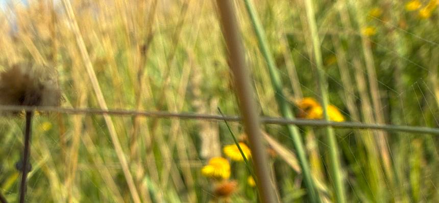 Wespenspinnen (Argiope bruennichi)