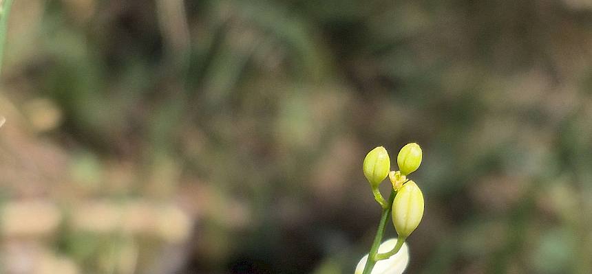 Ästige Graslilie (Anthericum ramosum)