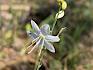 Ästige Graslilie (Anthericum ramosum)