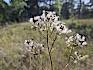 Aufrechte Waldrebe (Clematis recta)