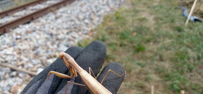 Gottesanbeterin (Mantis religiosa)