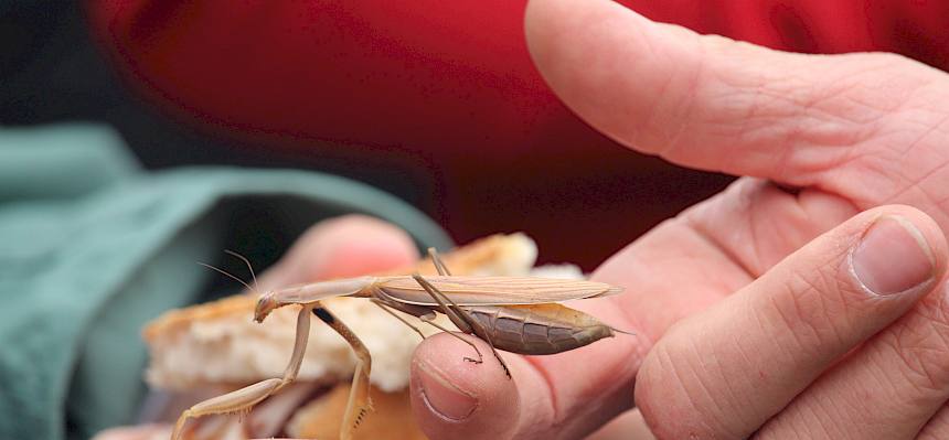 Europäische Gottesanbeterin (Mantis religiosa)