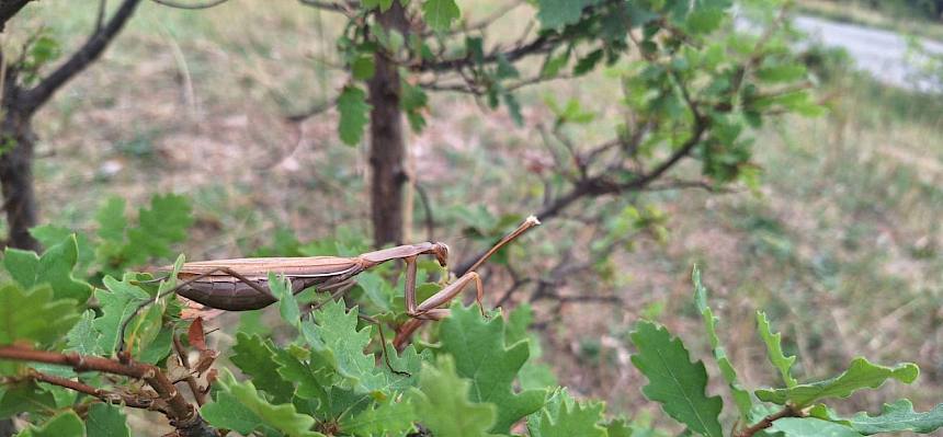 Europäische Gottesanbeterin (Mantis religiosa)