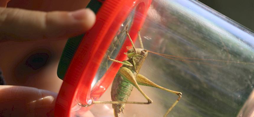 Langfühlerschrecke (Ensifera) in Becherlupe.