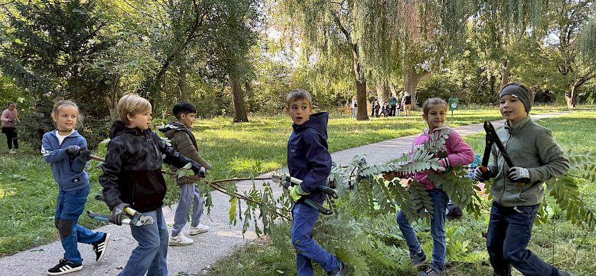 Schüler:innen entfernen Robinie
