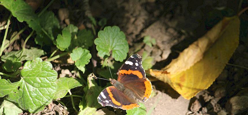 Admiral (Vanessa atalanta)