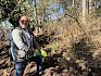 Volunteer entfernt Liguster