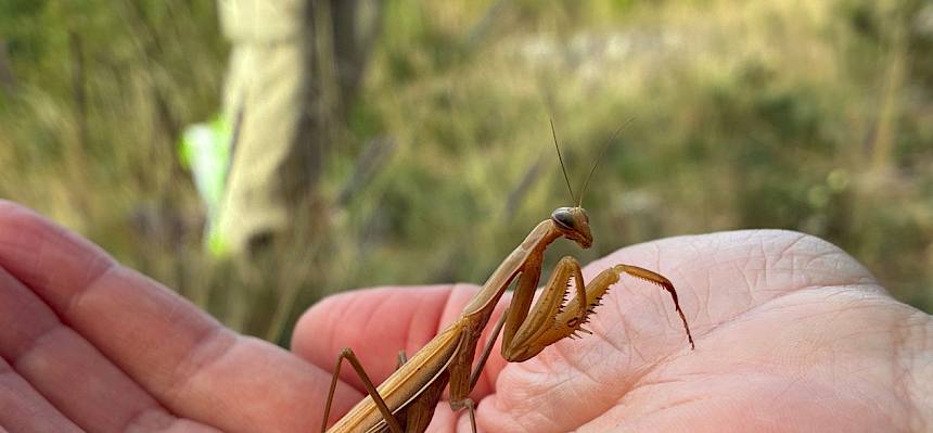 Gottesanbeterin (Mantis religiosa)
