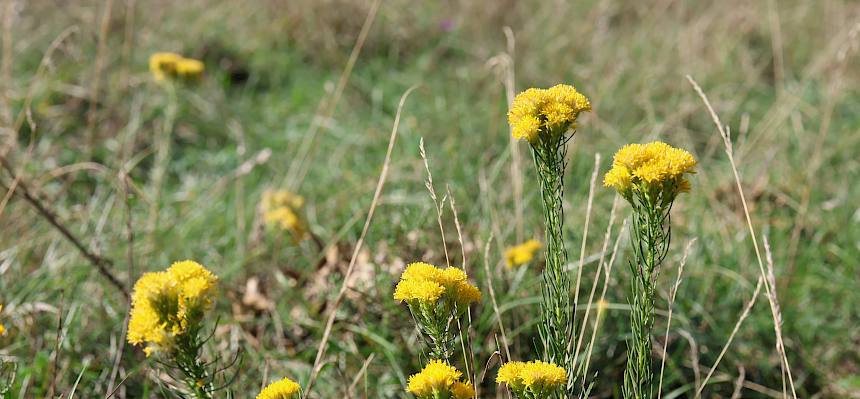 Goldschopf-Aster (Galatella linosyris)