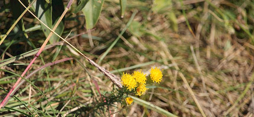 Goldschopf-Aster (Galatella linosyris)
