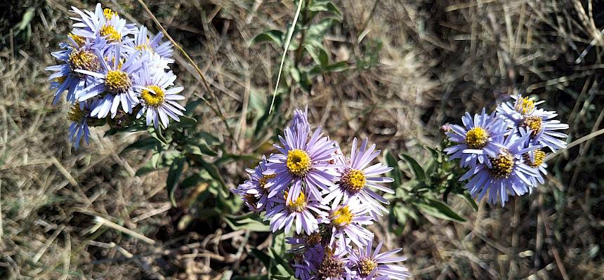 Berg-Aster (Aster amellus)