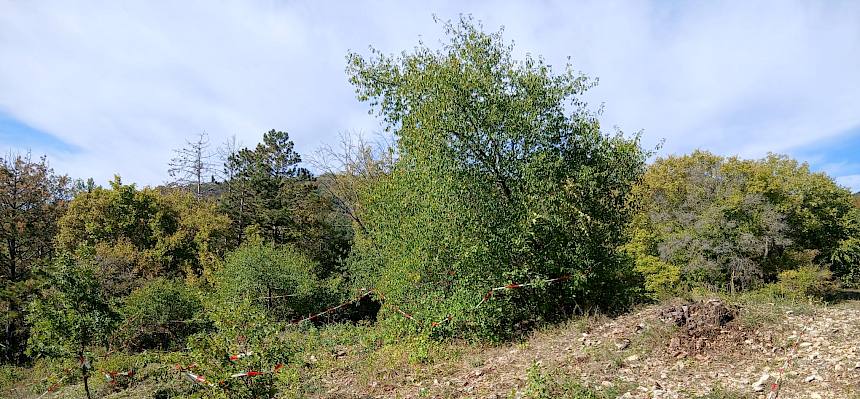 Fläche nachher