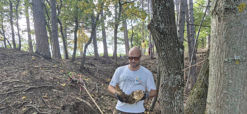 Volunteer mit großer Wurzel
