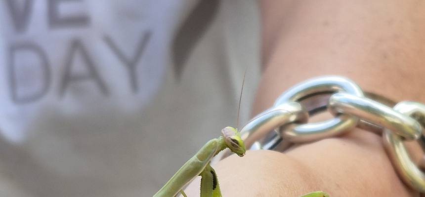 Gottesanbeterin (Mantis religiosa) auf Hand