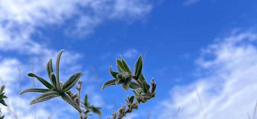 Sand-Lotwurz (Onosma arenaria)