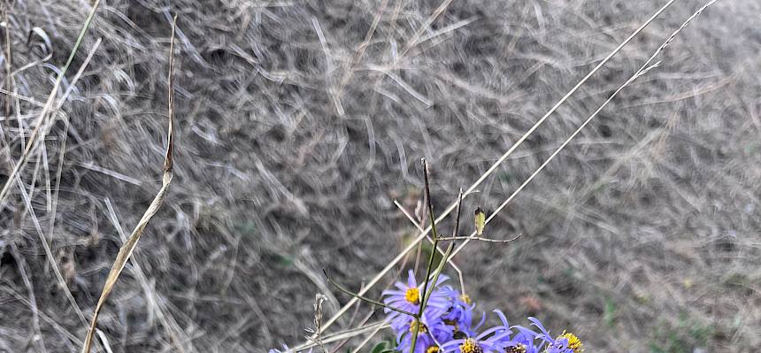 Berg-Aster (Aster amellus)