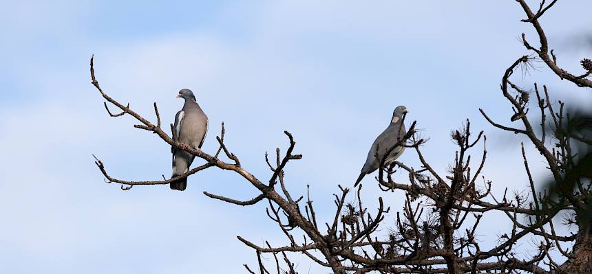 Ringeltauben (Columba palumbus)