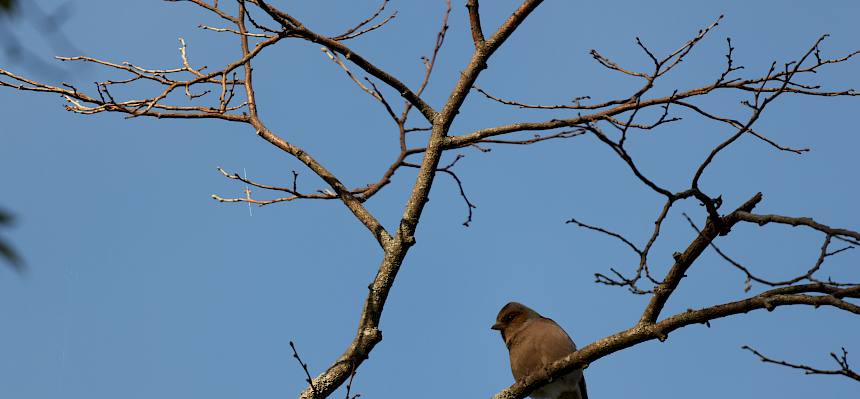 Buchfink (Fringilla coelebs)