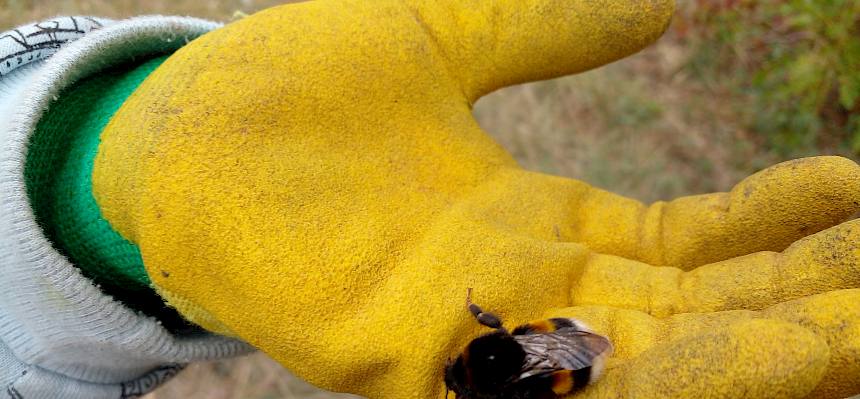 Hummel auf der Hand